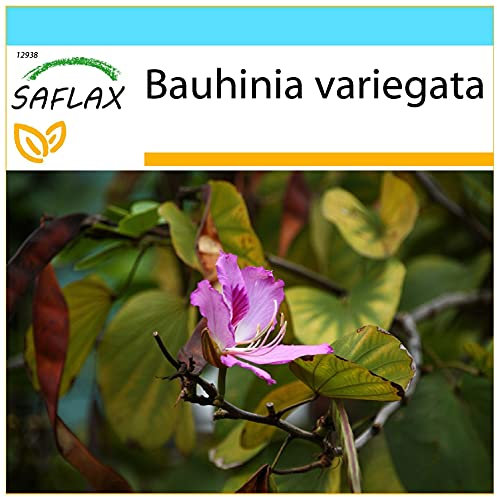SAFLAX - Confezione regalo - Albero delle orchidee - 8 semi - Bauhinia variegata