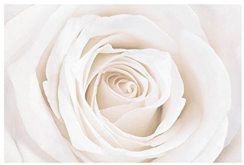 Fensterfolie Sichtschutz Fensterbild Pretty White Rose Aufkleber 54 x 81cm