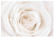 Fensterfolie Sichtschutz Fensterbild Pretty White Rose Aufkleber 54 x 81cm
