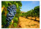 LYSCO XXL Poster 100 x 70cm (S-831) sonniger Weinberg mit leckeren reifen blauen Weintrauben (Lieferung gerollt!)