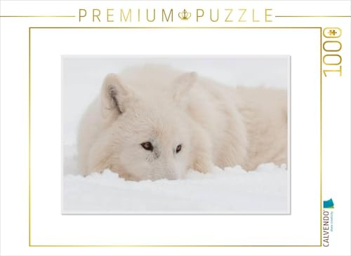 CALVENDO Puzzle EIN Motiv aus dem Kalender Emotionale Momente: Polarwölfe. / CH-Version | 1000 Teile Lege-Größe 64 x 48 cm Foto-Puzzle für glückliche Stunden