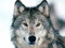 Timber Wolf - Quality Mouse Mat/Pad - 24 x 19 cm