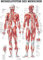 Ruediger Anatomie TA04LAM Muskelsystem des Menschen Tafel, 70 cm x 100 cm, laminiert