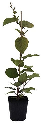 Atlas männliche Kiwi Pflanze Actinidia chinensis ca. 60-100 cm im 3 Liter Topf Bestäuber und Befruchtersorte