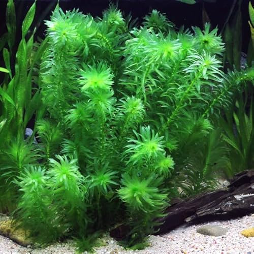 Egeria densa Tropical