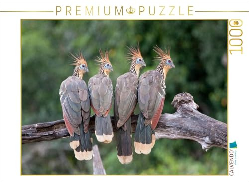 Puzzle · Hoatzins | Hoatzins, Tambopata Nationalpark, Peru · 1000 Teile · Lege-Größe 64 × 48 cm · CALVENDO Puzzle