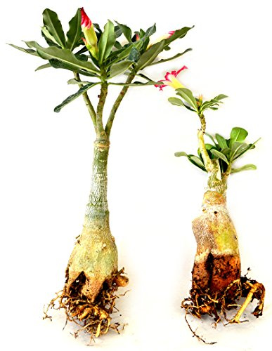 Set of 2 Adenium Desert Pink & Red Color House Plant Bonsai