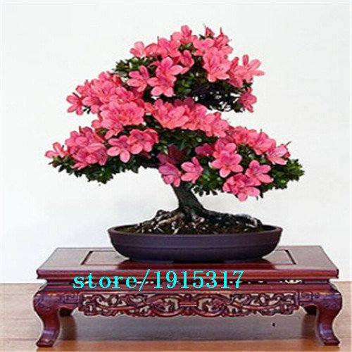100 Samen 100% echte Mix-Farbe Azaleen - Rhododendron simsii Seeds - Bonsai Blume Pflanzensamen