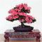 100 Samen 100% echte Mix-Farbe Azaleen - Rhododendron simsii Seeds - Bonsai Blume Pflanzensamen