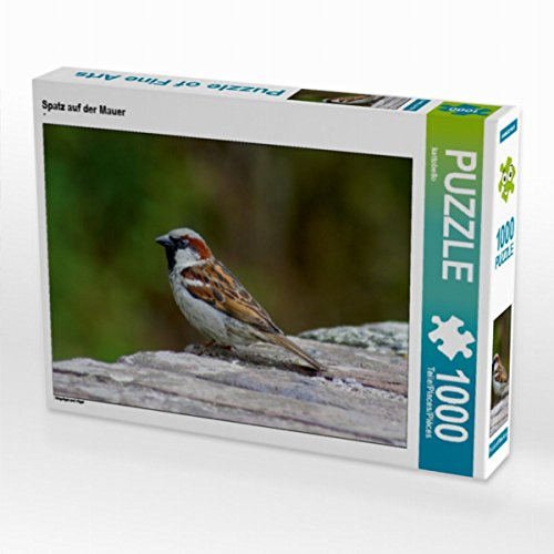 CALVENDO Puzzle Spatz auf der Mauer | 1000 Teile Lege-Größe 64 x 48 cm Foto-Puzzle für glückliche Stunden