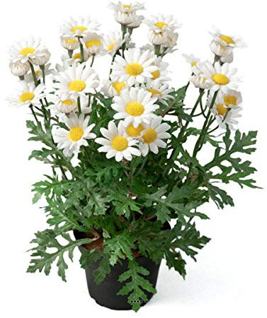 Artificielles künstliche Margerite im Topf, 30 cm