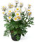 Artificielles künstliche Margerite im Topf, 30 cm