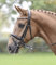 Busse Trense CAMBRIDGE, VB, schwarz/Jump-silber
