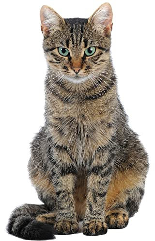 GRAZDesign Wandtattoo Katze Kinderzimmer, Wandsticker Wandaufkleber Wohnzimmer selbstklebend 3d / 93x57cm