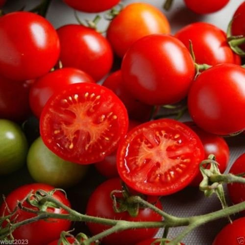 Pinkdose 50 Campari Tomatensamen, süß saftig, hoher Zuckergehalt, wenig Säure!