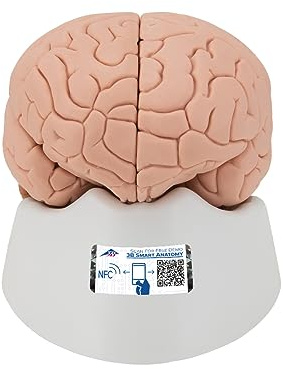 3B Scientific Menschliche Anatomie - Gehirnmodell, 4-teilig + kostenlose Anatomie App - 3B Smart Anatomy