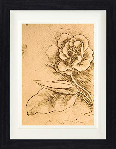1art1 Leonardo Da Vinci Poster Blumenstudie, Detail, 1481-1483 Gerahmtes Bild Mit Edlem Passepartout | Wand-Bilder | Im Bilderrahmen 40x30 cm