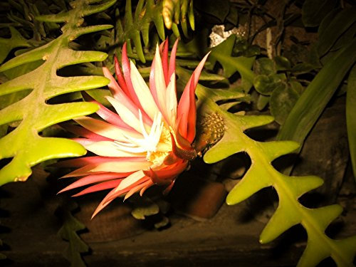 EPIPHYLLUM ANGULIGER espina de pescado suculento de zigzag Cactus Colgando plantar semillas raras