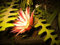 Epiphyllum Anguliger Fishbone Saftige Zig Zag Kaktus hängende Pflanzen Seltene Seeds