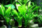 Various Species of Echinodorus x 5 Plants - Piante Vive per Acquario