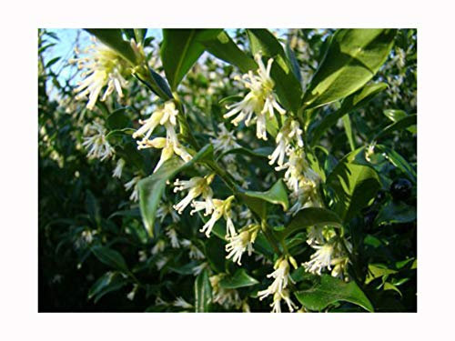 2X Scented Winter Flowering Sarcococca confusa Christmas Box shrubs, 10-15cm Tall Starter Plants in 7/8cm pots