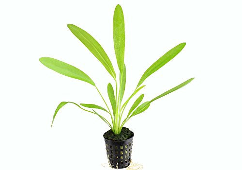 Water Plants Echinodorus uruguayensis Aquariumpflanze