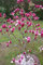 Rote Tulpen-Magnolie, Höhe: 130-140 cm, Magnolia Susan + Dünger