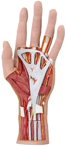 3B Scientific Menschliche Anatomie - Hand-Struktur-Modell, 3-teilig + kostenlose Anatomie App - 3B Smart Anatomy