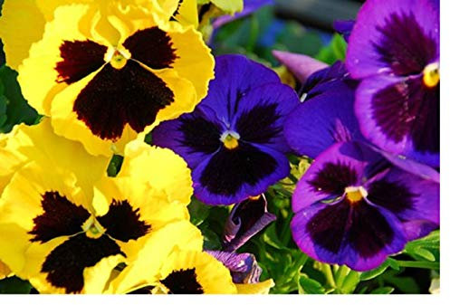 South Eastern Horticultural Pack x12 Winter Pansy 'Winter Flowering Mix Perennial Garden Plug Plants