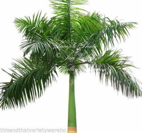 Royal Palm Tropical 25 semi Roystonea Regia nuovo seme