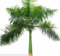 Royal Palm Tropical 25 semi Roystonea Regia nuovo seme