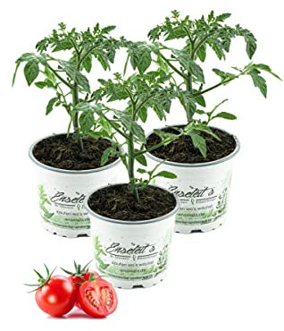 3er Set Cocktailtomate,Cherrytomate,Tomatenpflanzen, Cocktail Tomaten Pflanze