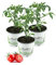 3er Set Cocktailtomate,Cherrytomate,Tomatenpflanzen, Cocktail Tomaten Pflanze