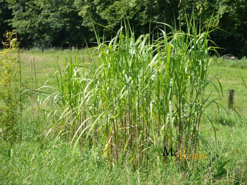 Riesenschilf - Elefantengras - Sorghum nigricans 5000 Samen von Mc-Bambus