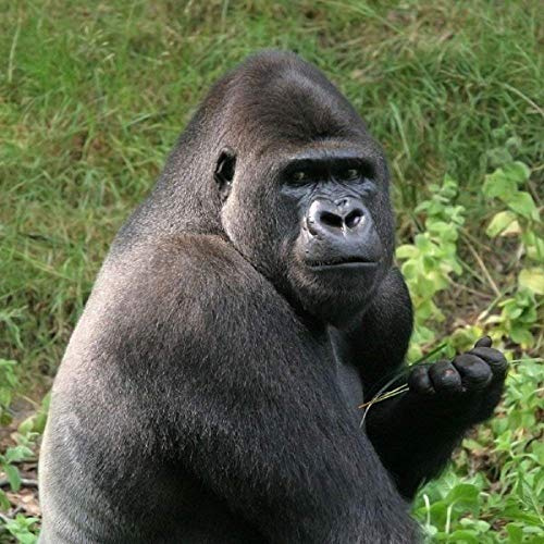 Gorilla Greeting Card with SOUND. Animal noise plays when you open this card. Blank on the inside making it perfect for many occasions and a unique gift idea.