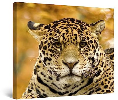 Startonight Bilder Jaguar, Leinwandbilder Moderne Kunst, Tiere Wanddeko Kunstdrucke, Wandbilder 80 x 80 cm, Tag Nacht Effekt, Elegante Geschenkidee Wand Deko Elegante Geschenkidee
