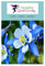 Akelei blue Star 20 Samen Akelei Blauer Stern (Aquilegia)