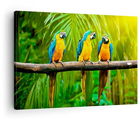 Bilder auf Leinwand Papageien Collorful Natur Vögel Leinwandbild 70x50cm Wandbilder Dekoration Wohnzimmer Schlafzimmer Küche Deko Klein Wanddeko Bild Wand Kunstdruck Art Wall Decor Canvas AA70x50-2696