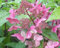 Rispenhortensien Wim`s Red® - Hydrangea paniculata Wim´s Red® - duftend