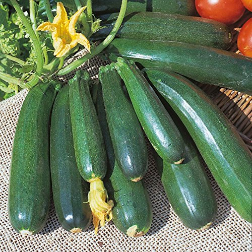 Kings Seeds - Courgette, Zucchini