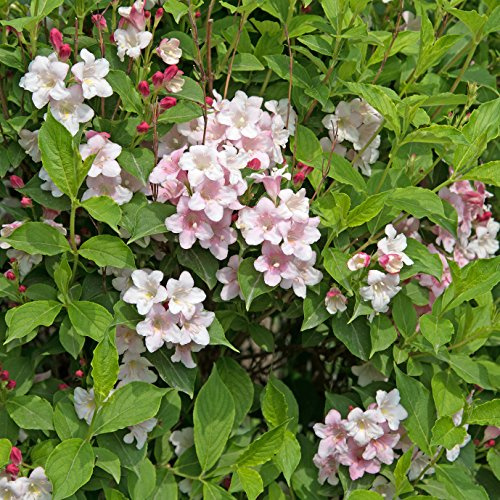 Müller Münchehof GmbH Rosa Weigelie im Topf/Container Größe 40 bis 60 cm