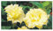 Datura golden queen frilled double - trompeta de ángel - 5 semillas