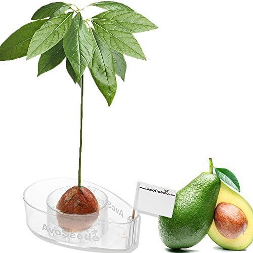 AvoSeedo Avocado Tree Growing Kit - Practical Gardening Gifts for Women, Mom, Sister & Best Friend/Grow Avocado Plant Indoor with Unusual Pit Grower Boat/Kitchen Garden Seed Starter Gift