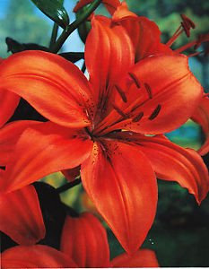 GARTHWAITE NURSERIES® : - 6 Orange Oriental Lily Bulbs Trumpet-Shaped Highly Fragrant Garden Perennial