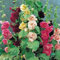 Rose trémière, rose, rouge et jaune 500 graines BIO HÉRITAGE, BELLE