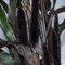 Plant World Seeds - Pennisetum Glaucum 'Purple Majesty' Seeds (Grass Seeds)