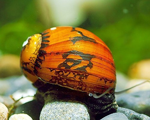 TOP Algenkiller! Batik-Schnecke - Neritina variegata - 5 er Gruppe