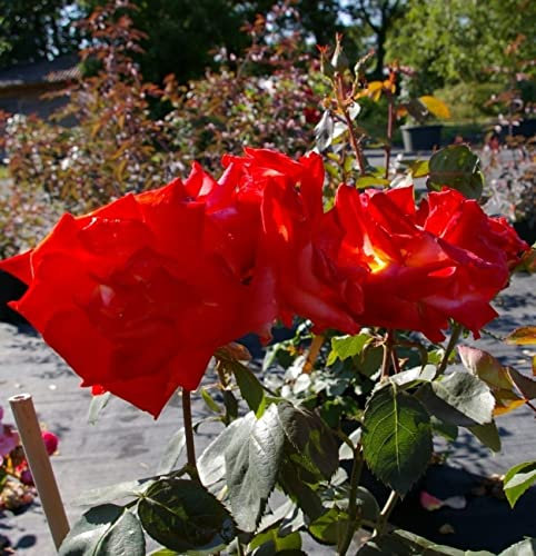 Baumschule Pflanzenvielfalt Edelrose France Libre® - Rosa France Libre® - Teehybride - orange-rot - Duft+