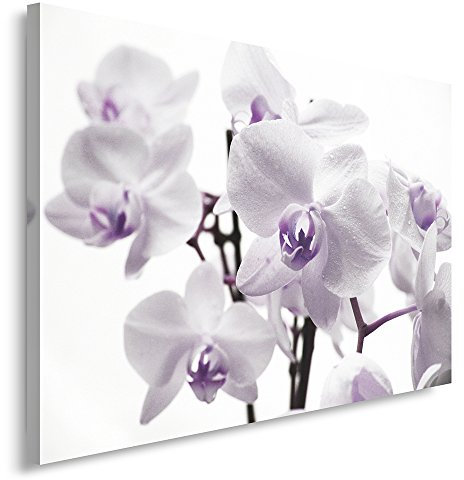 Feeby, Leinwandbild, Bilder, Wand Bild, Wandbilder, Kunstdruck 50x70cm, Blumen, ORCHIDEEN, MAKRO, WEIß, LILA