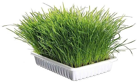 Herbe à chat dépurative naturelle à faire pousser/ZOLUX